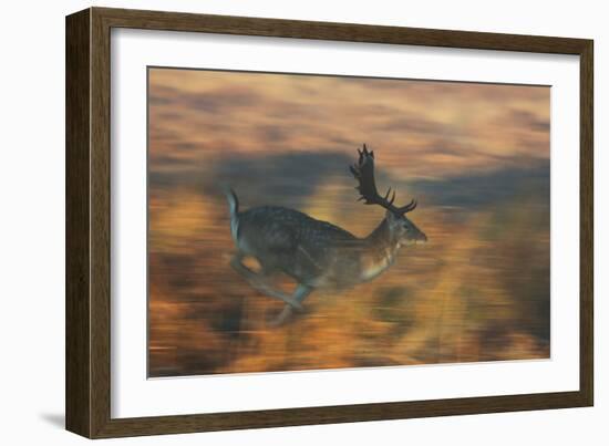 A Panned Shot of a Fallow Deer Running Through the Grasses in Richmond Park-Alex Saberi-Framed Photographic Print