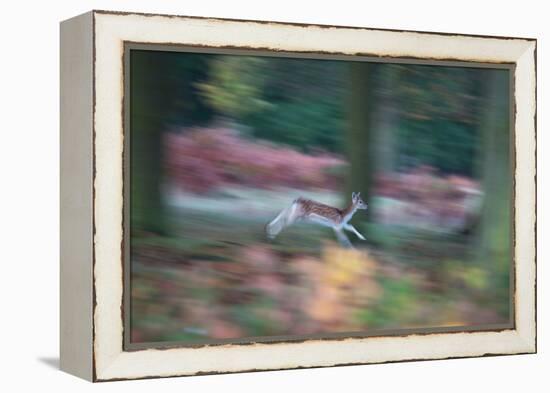 A Panned View of a Fallow Deer, Dama Dama, Running and Jumping Among Trees-Alex Saberi-Framed Premier Image Canvas