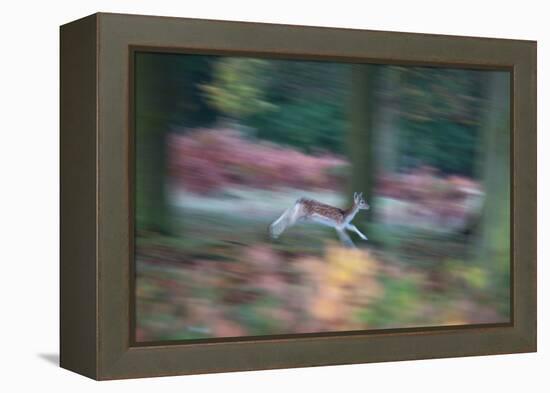 A Panned View of a Fallow Deer, Dama Dama, Running and Jumping Among Trees-Alex Saberi-Framed Premier Image Canvas