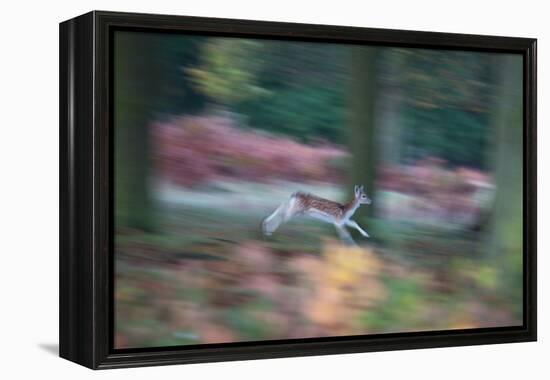 A Panned View of a Fallow Deer, Dama Dama, Running and Jumping Among Trees-Alex Saberi-Framed Premier Image Canvas