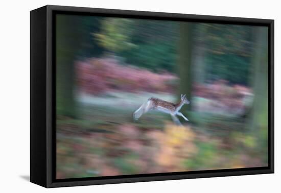 A Panned View of a Fallow Deer, Dama Dama, Running and Jumping Among Trees-Alex Saberi-Framed Premier Image Canvas