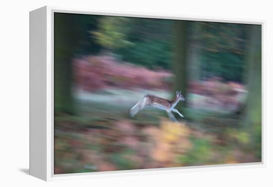 A Panned View of a Fallow Deer, Dama Dama, Running and Jumping Among Trees-Alex Saberi-Framed Premier Image Canvas