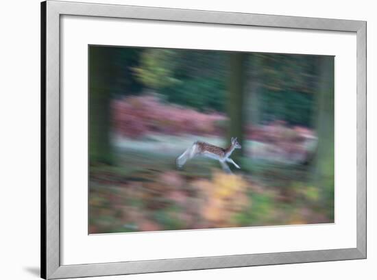 A Panned View of a Fallow Deer, Dama Dama, Running and Jumping Among Trees-Alex Saberi-Framed Photographic Print