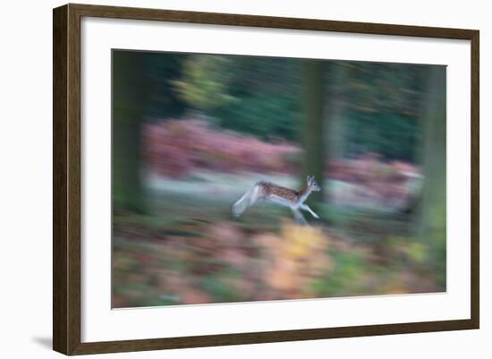 A Panned View of a Fallow Deer, Dama Dama, Running and Jumping Among Trees-Alex Saberi-Framed Photographic Print