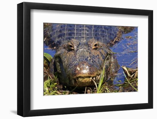 A Pantanal (Yacare) Caiman (Caiman Yacare), Mato Grosso Do Sul, Brazil, South America-Alex Robinson-Framed Photographic Print