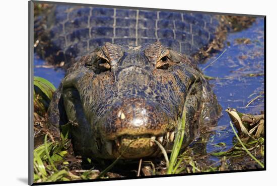 A Pantanal (Yacare) Caiman (Caiman Yacare), Mato Grosso Do Sul, Brazil, South America-Alex Robinson-Mounted Photographic Print