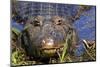 A Pantanal (Yacare) Caiman (Caiman Yacare), Mato Grosso Do Sul, Brazil, South America-Alex Robinson-Mounted Photographic Print