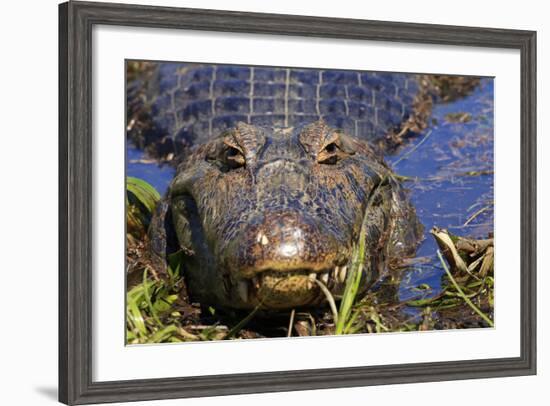 A Pantanal (Yacare) Caiman (Caiman Yacare), Mato Grosso Do Sul, Brazil, South America-Alex Robinson-Framed Photographic Print