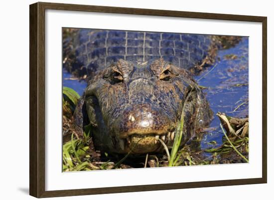 A Pantanal (Yacare) Caiman (Caiman Yacare), Mato Grosso Do Sul, Brazil, South America-Alex Robinson-Framed Photographic Print