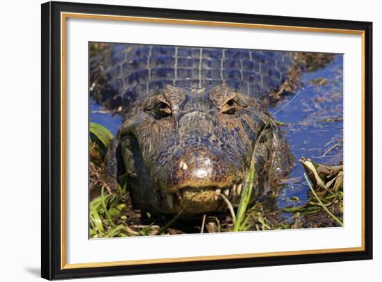 A Pantanal (Yacare) Caiman (Caiman Yacare), Mato Grosso Do Sul, Brazil, South America-Alex Robinson-Framed Photographic Print