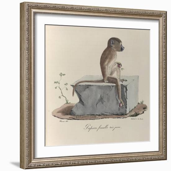a Papion Monkey-null-Framed Giclee Print