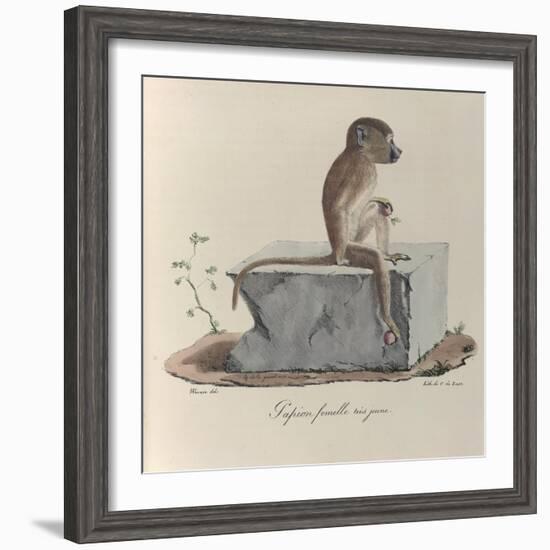 a Papion Monkey-null-Framed Giclee Print