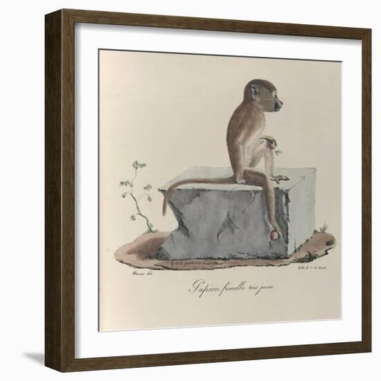 a Papion Monkey-null-Framed Giclee Print
