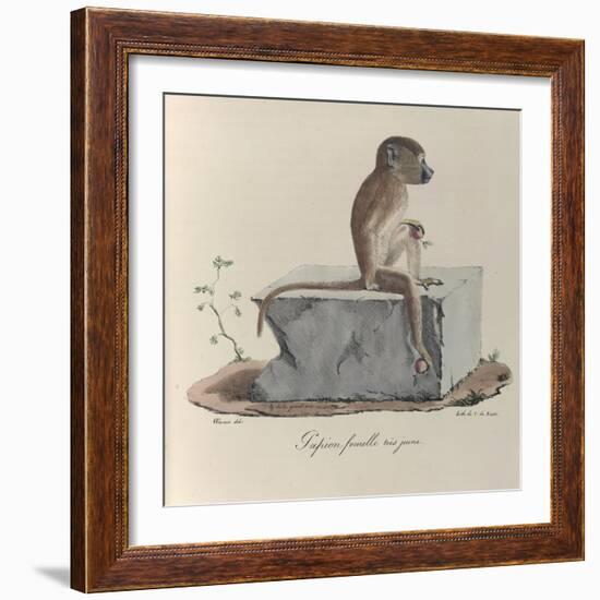 a Papion Monkey-null-Framed Giclee Print