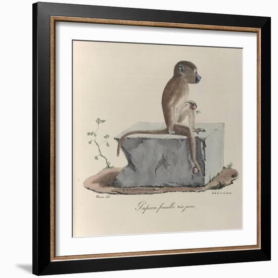 a Papion Monkey-null-Framed Giclee Print