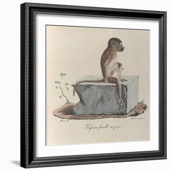 a Papion Monkey-null-Framed Giclee Print