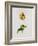 A Parrot Tulip-James Holland-Framed Giclee Print