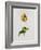 A Parrot Tulip-James Holland-Framed Giclee Print