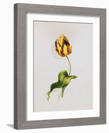 A Parrot Tulip-James Holland-Framed Giclee Print