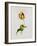 A Parrot Tulip-James Holland-Framed Giclee Print