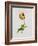 A Parrot Tulip-James Holland-Framed Giclee Print