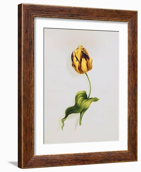 A Parrot Tulip-James Holland-Framed Giclee Print