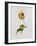 A Parrot Tulip-James Holland-Framed Giclee Print