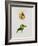 A Parrot Tulip-James Holland-Framed Giclee Print