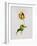 A Parrot Tulip-James Holland-Framed Giclee Print