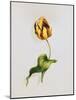 A Parrot Tulip-James Holland-Mounted Giclee Print