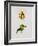 A Parrot Tulip-James Holland-Framed Giclee Print