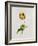 A Parrot Tulip-James Holland-Framed Giclee Print