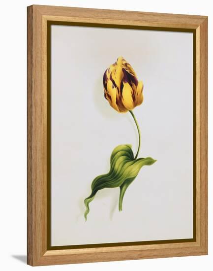 A Parrot Tulip-James Holland-Framed Premier Image Canvas