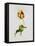 A Parrot Tulip-James Holland-Framed Premier Image Canvas