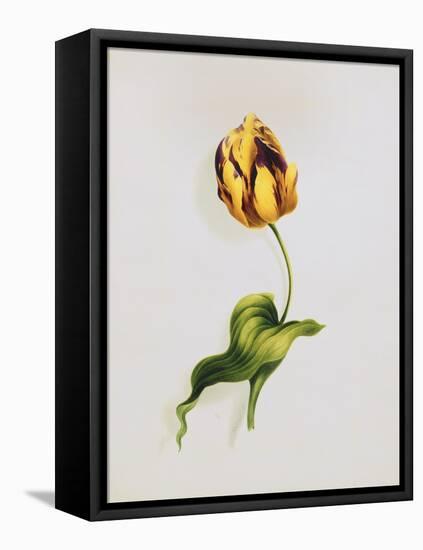 A Parrot Tulip-James Holland-Framed Premier Image Canvas