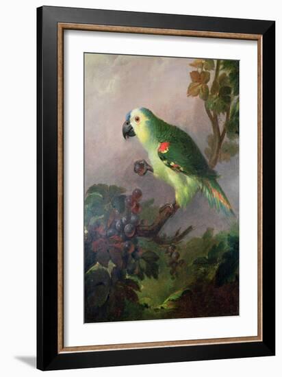 A Parrot-Jakob Bogdani Or Bogdany-Framed Giclee Print