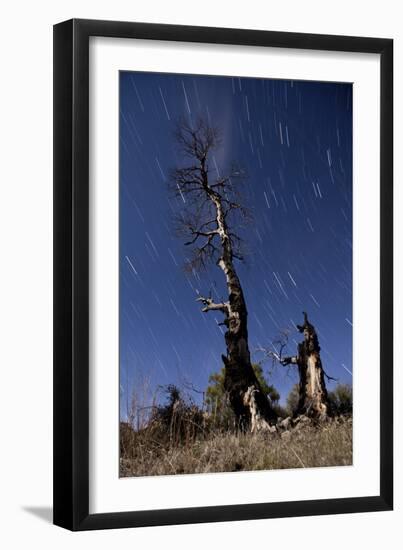 A Partially Burned Tree Backdropped Against Star Trails-null-Framed Photographic Print