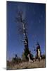 A Partially Burned Tree Backdropped Against Star Trails-null-Mounted Photographic Print