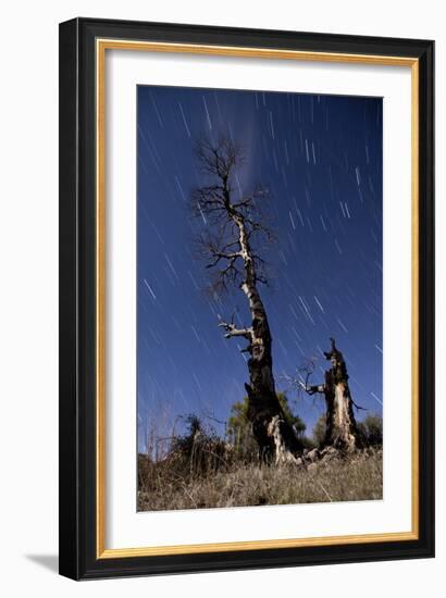 A Partially Burned Tree Backdropped Against Star Trails-null-Framed Photographic Print