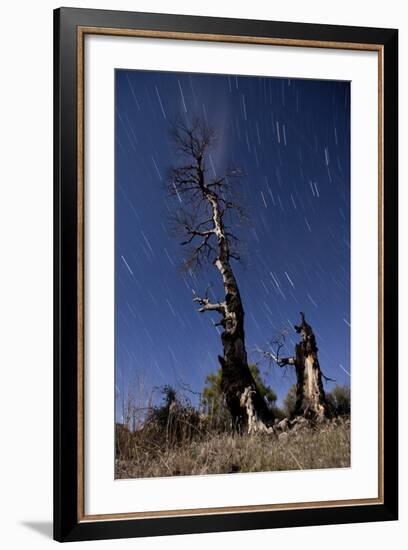 A Partially Burned Tree Backdropped Against Star Trails-null-Framed Photographic Print