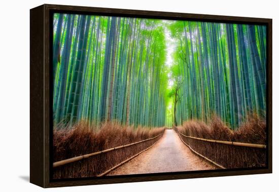 A path winds through an ancient bamboo forest in Kyoto, Japan, Asia-Logan Brown-Framed Premier Image Canvas