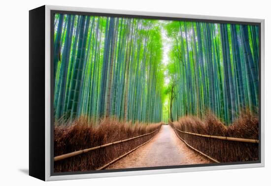 A path winds through an ancient bamboo forest in Kyoto, Japan, Asia-Logan Brown-Framed Premier Image Canvas