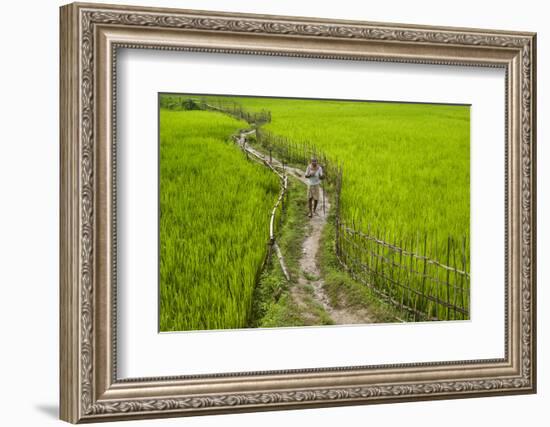 A Pathway Through the Rice Paddies in the Chittangong Hill Tracts, Bangladesh, Asia-Alex Treadway-Framed Photographic Print