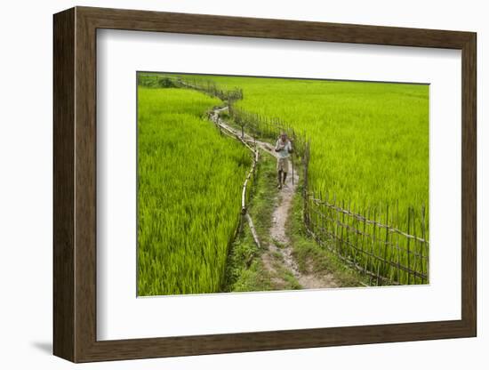 A Pathway Through the Rice Paddies in the Chittangong Hill Tracts, Bangladesh, Asia-Alex Treadway-Framed Photographic Print