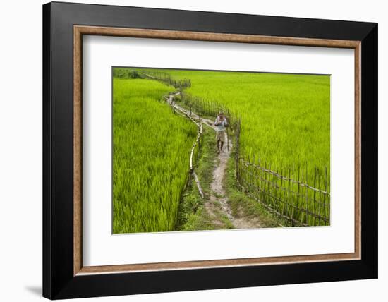 A Pathway Through the Rice Paddies in the Chittangong Hill Tracts, Bangladesh, Asia-Alex Treadway-Framed Photographic Print