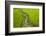 A Pathway Through the Rice Paddies in the Chittangong Hill Tracts, Bangladesh, Asia-Alex Treadway-Framed Photographic Print