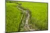 A Pathway Through the Rice Paddies in the Chittangong Hill Tracts, Bangladesh, Asia-Alex Treadway-Mounted Photographic Print