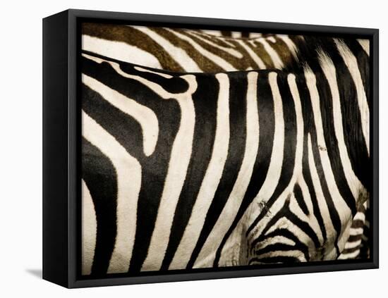 A Pattern of Stripes on a Burchell's Zebra.  Kenya.-Karine Aigner-Framed Premier Image Canvas