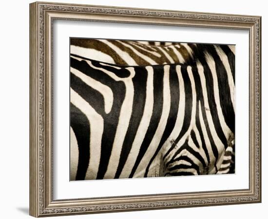 A Pattern of Stripes on a Burchell's Zebra.  Kenya.-Karine Aigner-Framed Photographic Print