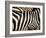 A Pattern of Stripes on a Burchell's Zebra.  Kenya.-Karine Aigner-Framed Photographic Print